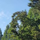 양지파인글램핑 이미지