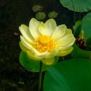 노랑머리앤 이미지