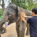 밥아저씨 | 푸켓여행 맘씨좋은아저씨 코끼리 생츄어리 투어 후기 코끼리 밥주고 수영하기 너무 재밌다