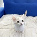 사랑애견샵 이미지