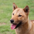 똥강아지 이미지