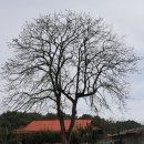 장덕1리 이미지