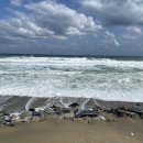 고래불 해수욕장 이미지