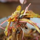 중앙탑막국수 이미지