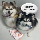 [누 템(item)] 아이언펫 모발분석키트로 집에서 검사 + 사후관리까지 !