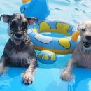 그랑샤리오 이미지