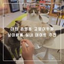 냥이 싸롱 | 대전 은행동 고양이카페 냥이싸롱 실내 데이트 추천