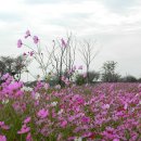 만경강 사수정 이미지