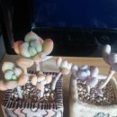 청성슈퍼 이미지