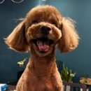 젠틀그루밍 이미지