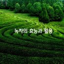 녹차의 효능과 활용법 이미지