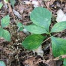 오지5구 이미지