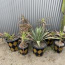 글라스 린 이미지