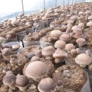 두리농장 이미지