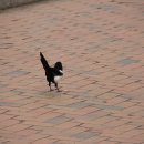 달성공원 이미지