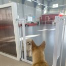 웨이브독 이미지