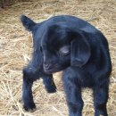 흑염소목장 이미지