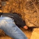 벌떼둥지 이미지