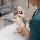 세우리동물병원 이미지