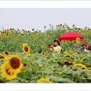 해바라기의꿈 이미지