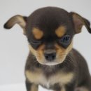 불당동물병원 이미지