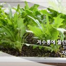 화분들닷컴 네이버블로그