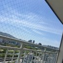 비둘기길 | 경기도 비둘기퇴치 반짝클린 후기 – 분당 안양 안산 김포까지 출장 가능 🐦