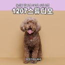 [1207스튜디오] 둔산동 반려견 프로필 사진 추천