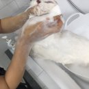그루밍캣 압구정점 네이버블로그