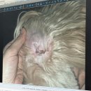 BAC 바른동물병원 | 대구 달서구 동물병원 추천 대구24시바른동물의료센터 강아지 슬개골 정밀검진 솔직후기