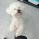 장보는강아지와고양이 신호점 이미지