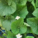 [교육부 주관 어린이집 보육교직원 보육활동 보호 정책 추진 현장 의견수렴회 참석, 한국어린이집총연합회] 이미지