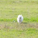 (주)도그아일랜드 이미지