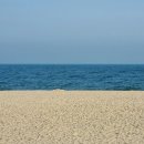 펫 게스트하우스 이미지