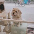 위례나무동물병원 이미지