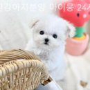 부산강아지분양 마이뭉 24시 이미지