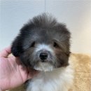 청주 강아지 분양 리몽드 퍼피 켄넬 이미지