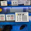 삼척중앙시장 | 삼척 중앙시장 맛집 바다회활어 후기｜메뉴·가격·위치·주차 정리
