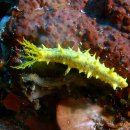 Yellow Sea Cucumber 이미지