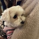 율목애견 | 사당역 카페 : 율목커피 애견동반 가능!!!