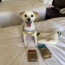 VIP 애견 이미지