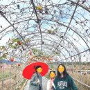 갈말읍사무소 | 철원 고석정 꽃밭축제 입장료 맛집 깡통기차 타고 편하게 구경하세요~