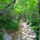 7월 정기산행 신청(오대산 노인봉[老人峰1,338m]) 이미지