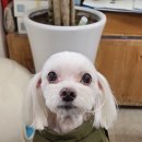 김쌤애견 이미지