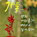 오모낭 이미지