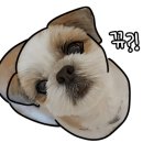 어나더153애견펜션 이미지