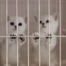 Premium 먼치킨 이미지