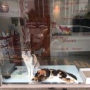 대현동물병원 이미지