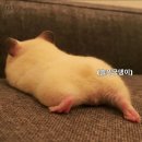 조치원파닭 - 서구 대덕대로161번길 26 | 조치원파닭