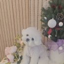 빠몽(PAWMONG) 이미지